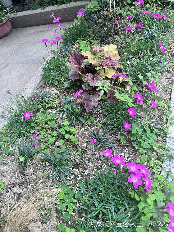 小院一角_植物闲聊