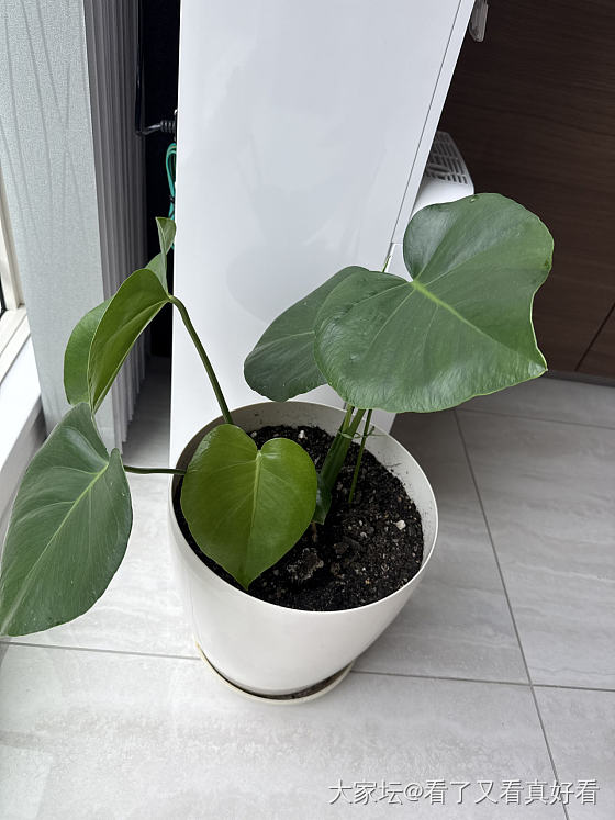 龟背竹的气生根外逃……_植物