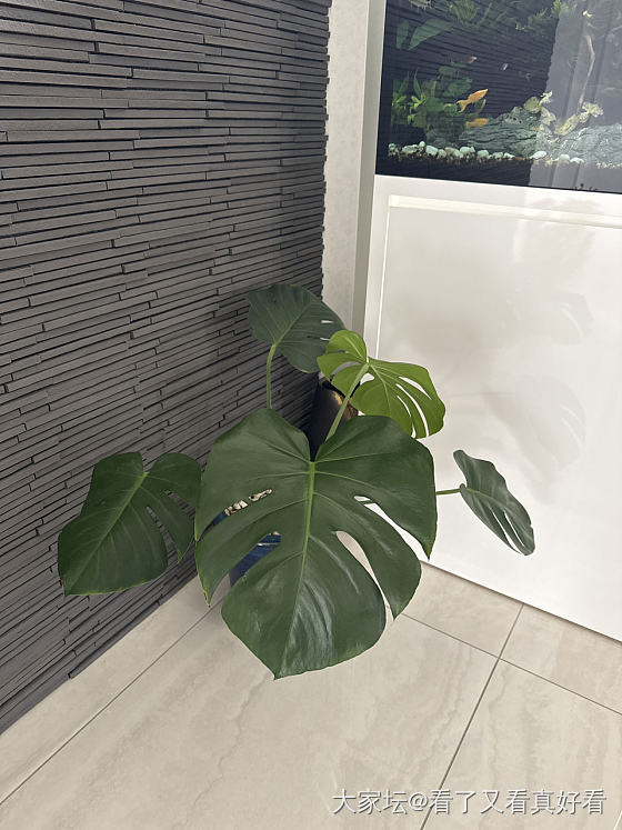 龟背竹的气生根外逃……_植物