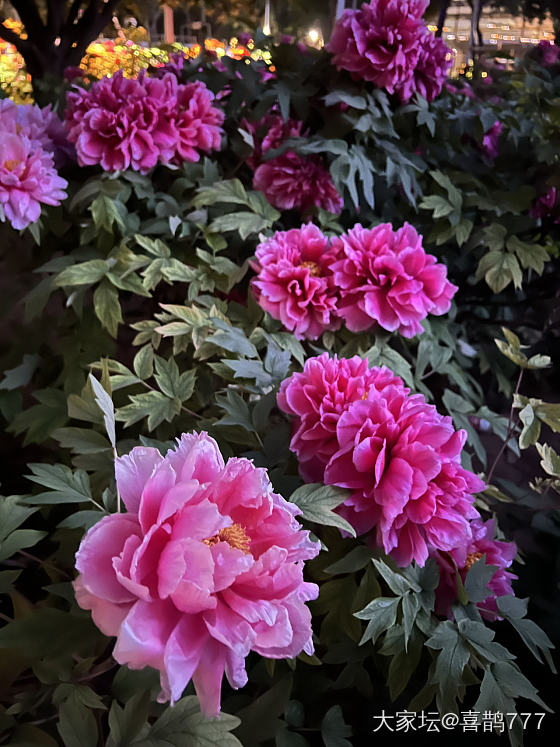漂亮是手机拍不出来的_花