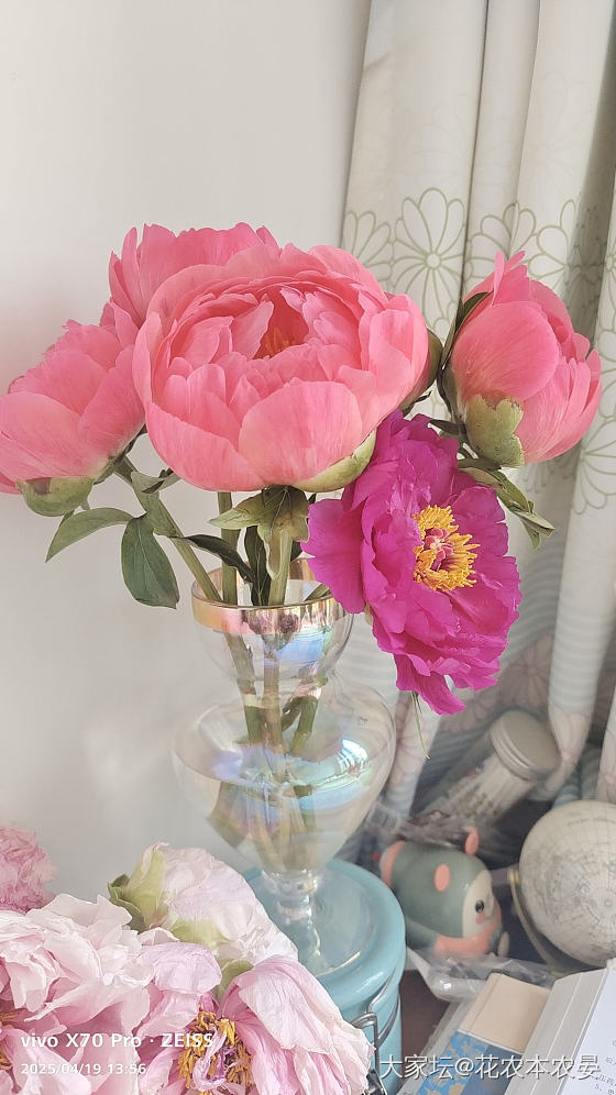 落日珊瑚开了，算是早花品种吗？_花