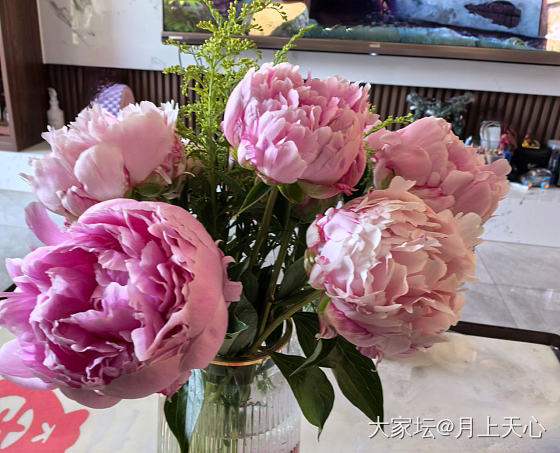 落日珊瑚开了，算是早花品种吗？_花