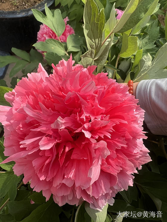 我的花花_花
