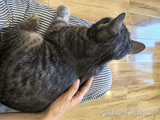 不速之客闯进家门。_猫