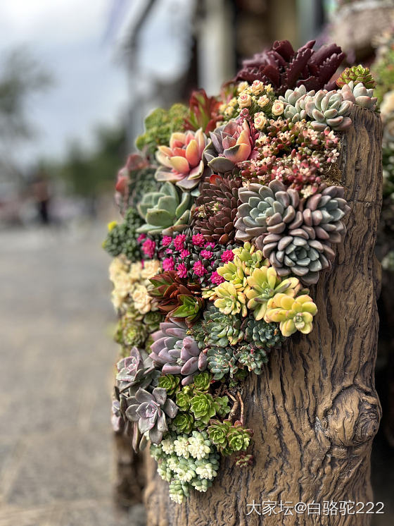 这么美好的季节，看看花花吧_花