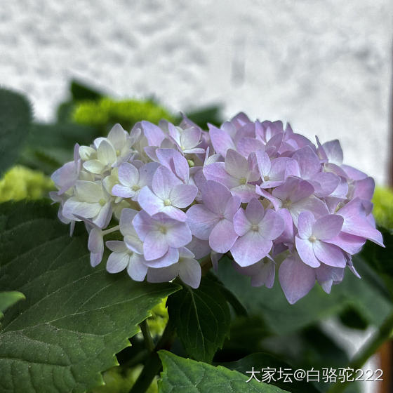 这么美好的季节，看看花花吧_花