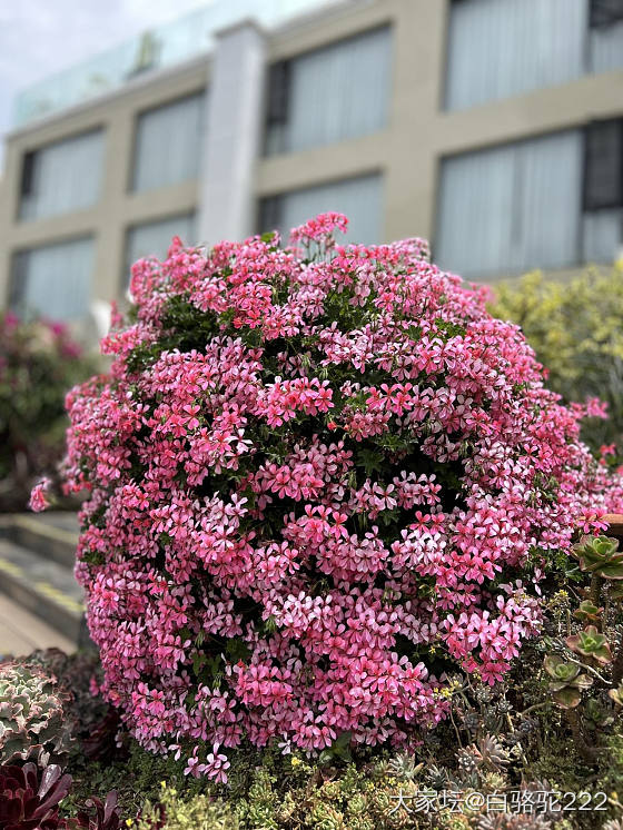 这么美好的季节，看看花花吧_花