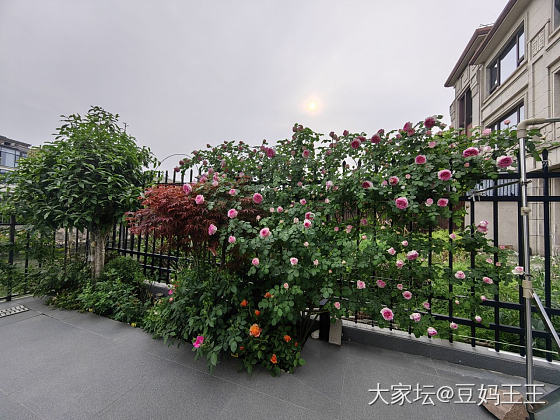罗伊 粉龙 海神王_花