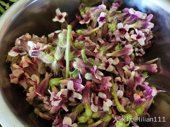 近日吃花总结_美食