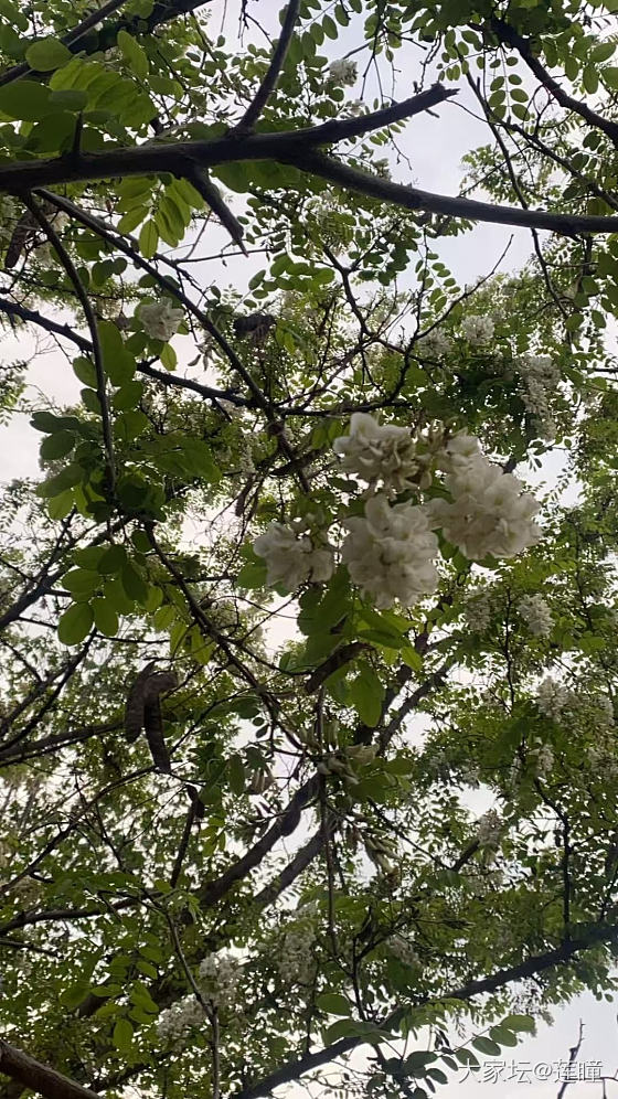 槐花_美食