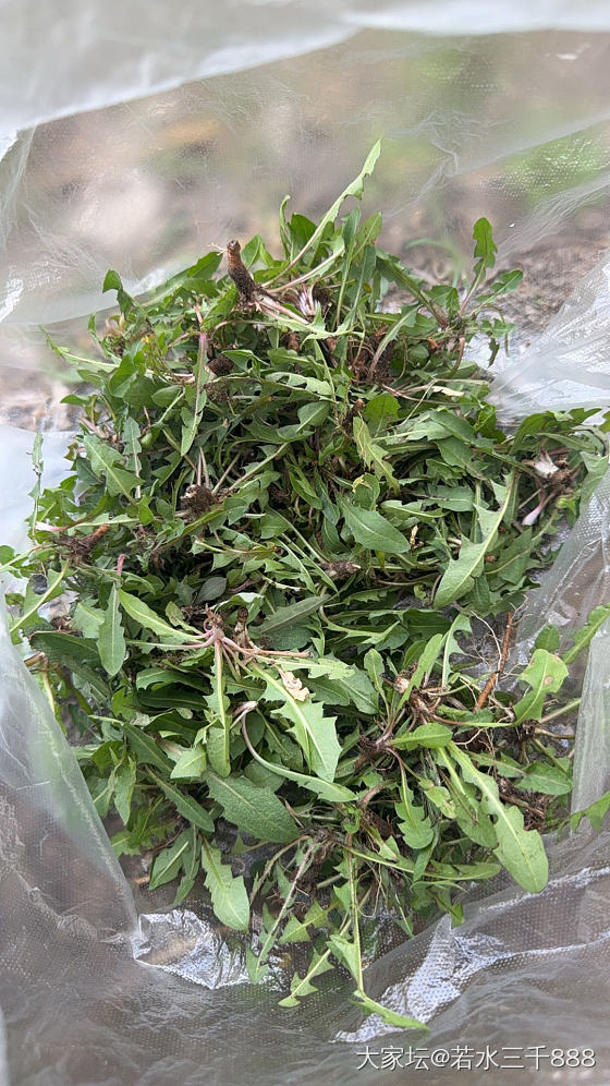 今天不看金，挖野菜_生活