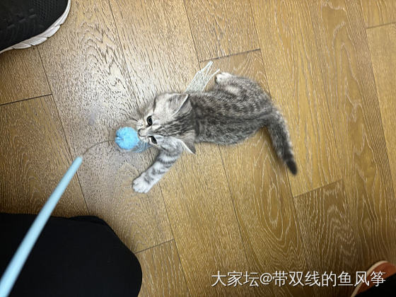 达成学习任务，小猫被留下来了_猫育教亲子