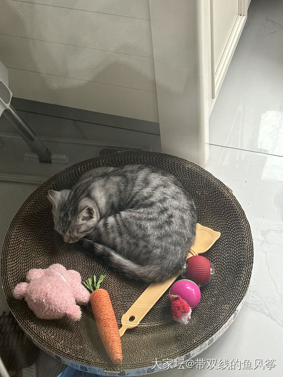 达成学习任务，小猫被留下来了_猫育教亲子