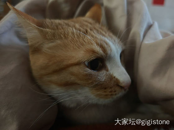 养猫人_猫