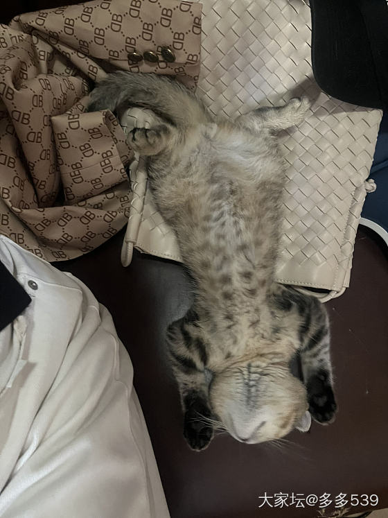我的椅子现在成它专用椅了_猫