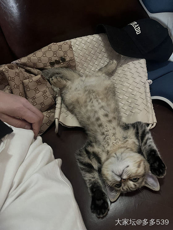 我的椅子现在成它专用椅了_猫