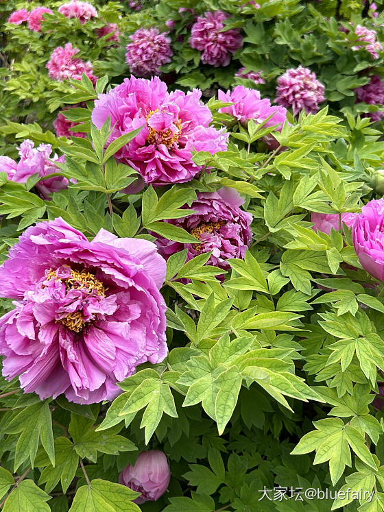 不用去洛阳也能观赏到牡丹花_花