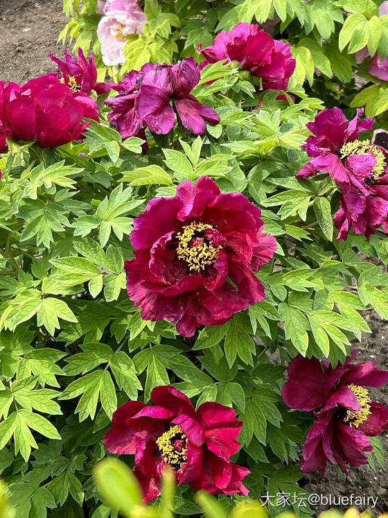 不用去洛阳也能观赏到牡丹花_花