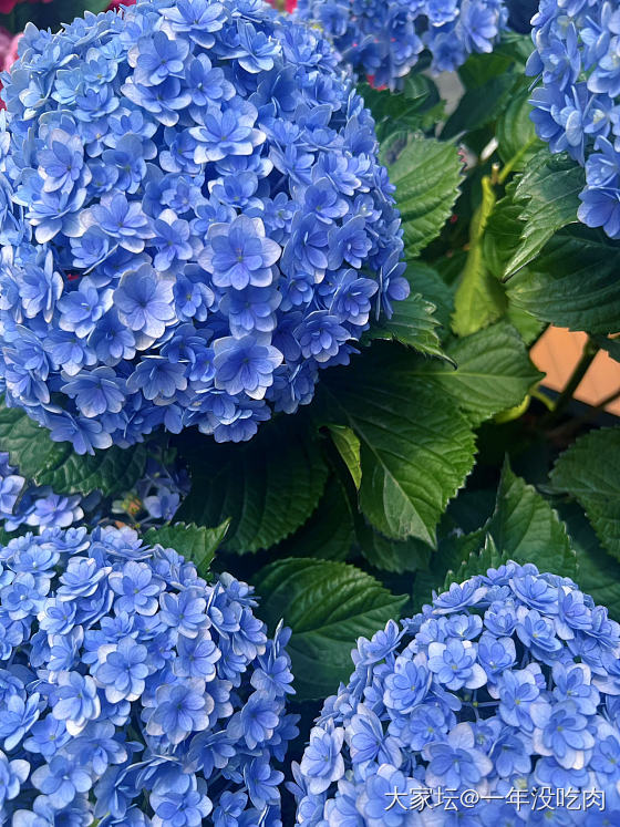 粗来玩呀_植物