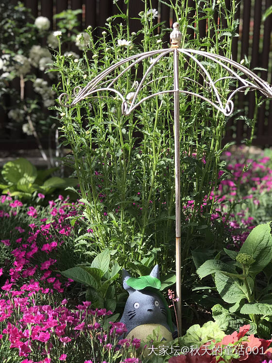粗来玩呀_植物