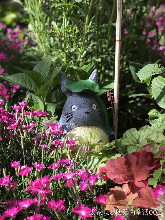 粗来玩呀_植物