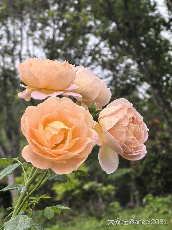 花开正浓_花