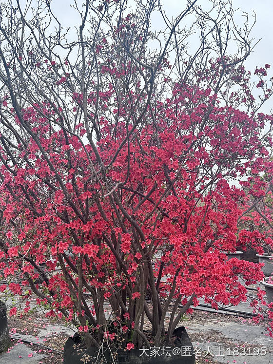 满眼都是花_旅游植物
