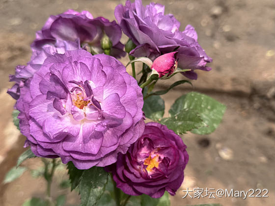 月季·_花