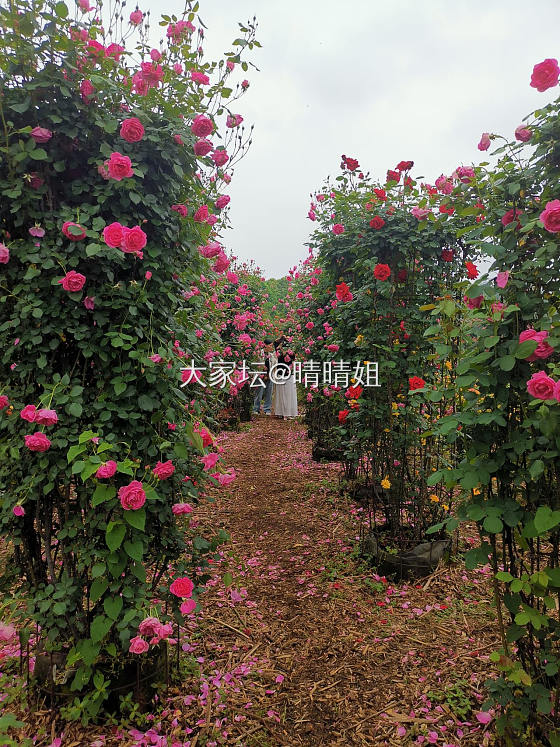 春天里玫瑰月季花大爆炸_花