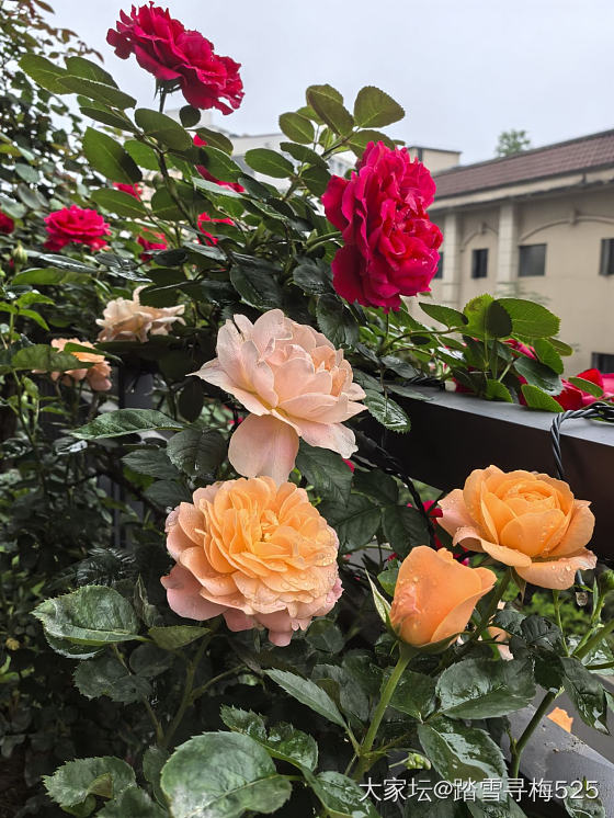 跟风秀花花啦_花