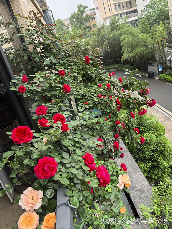 跟风秀花花啦_花
