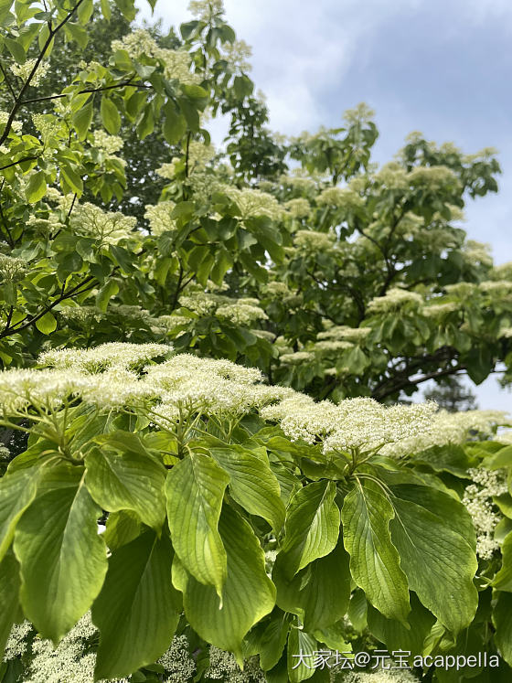 猬实和流苏的季节_植物生活