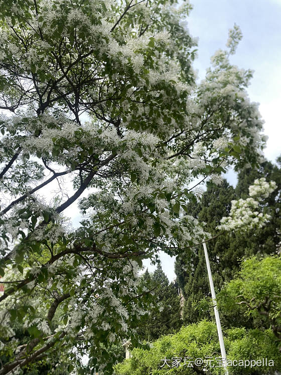 猬实和流苏的季节_植物生活