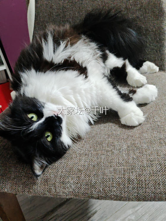 还是白毛适合当拍照背景_猫水晶