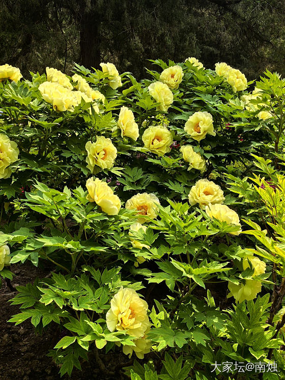 给大家看看花和小兔子_花