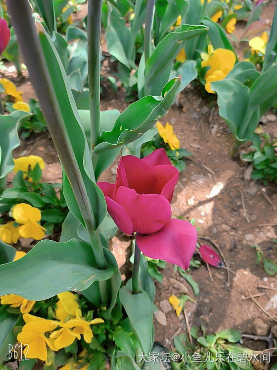 郁金香开了_花