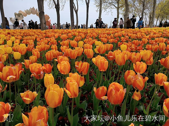郁金香开了_花