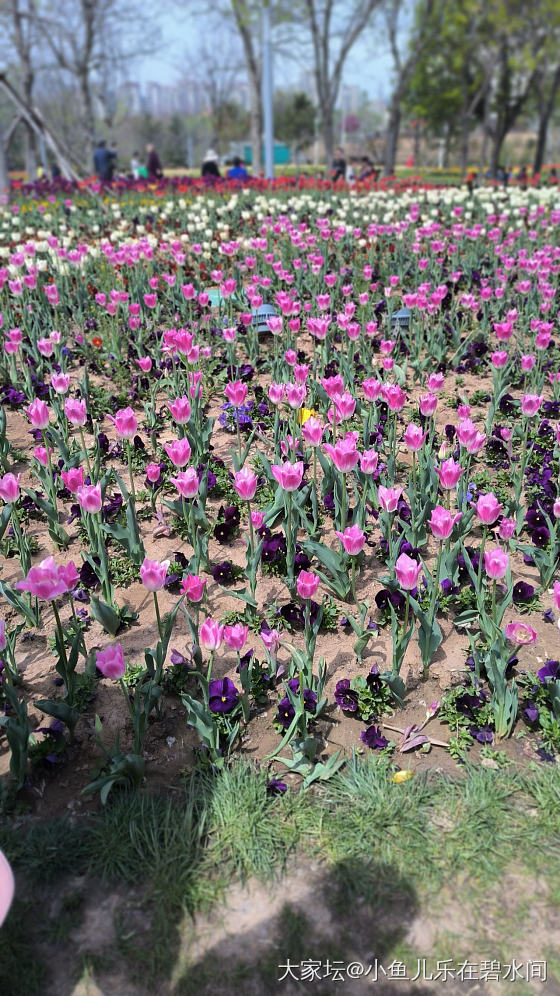 郁金香开了_花