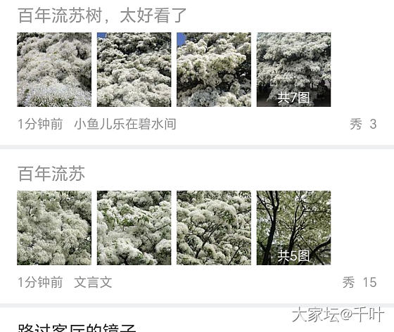 百年流苏树，太好看了_植物