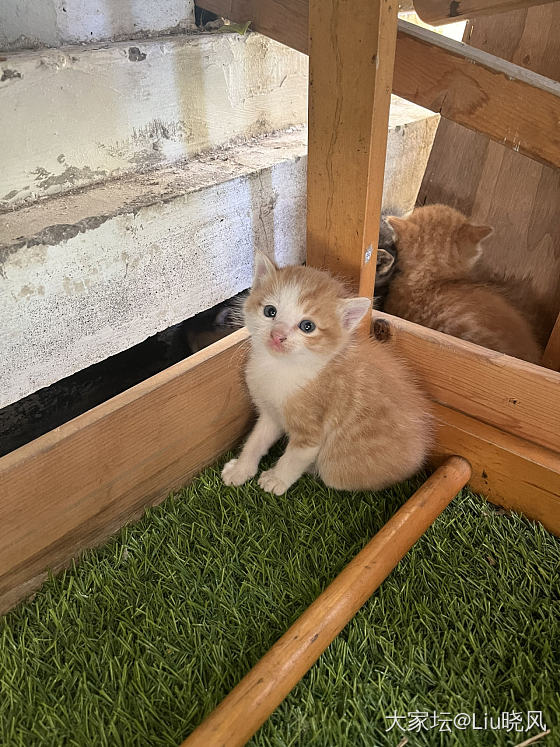 陆续开放的花儿和露台上突然发现的小奶猫_植物宠物