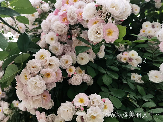 转角的蔷薇_花