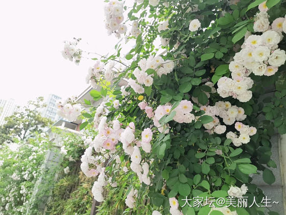转角的蔷薇_花