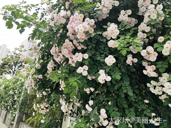 转角的蔷薇_花