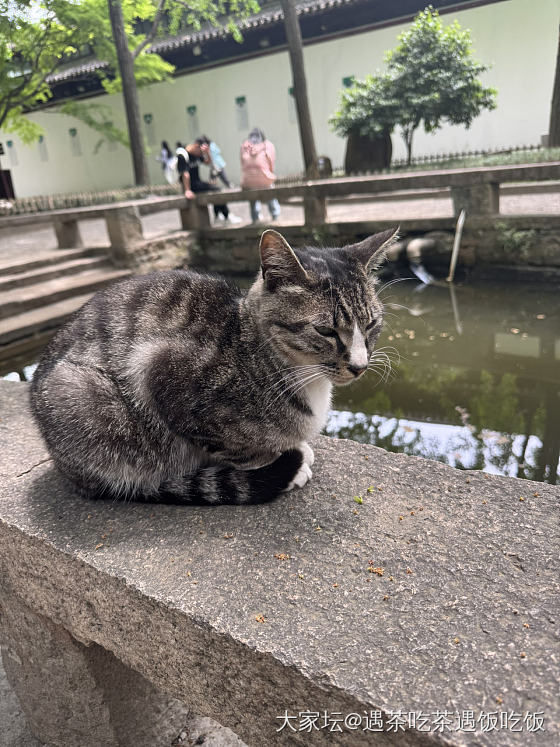 2025.4.27 偷来的一天，去了西园寺
跟大家一起赏喵，只能放九图啦_猫