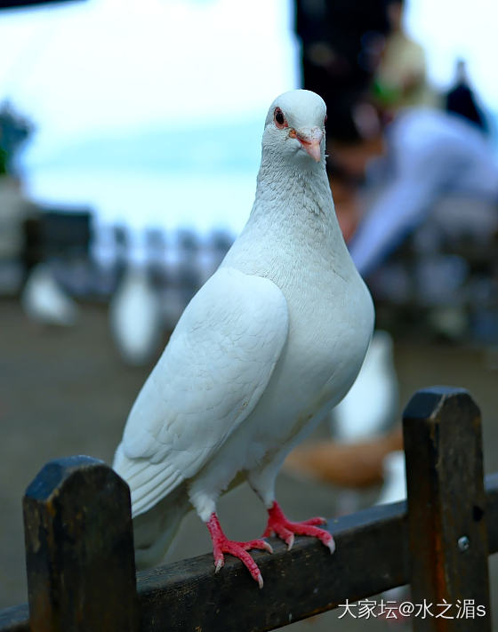 松鼠🐿️，鸽子🕊️_宠物