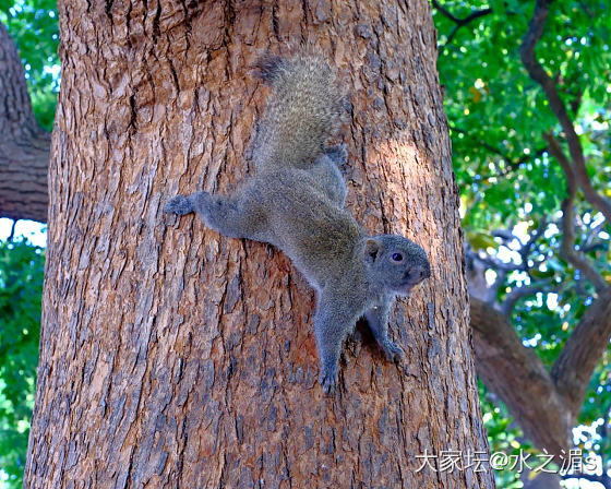 松鼠🐿️，鸽子🕊️_宠物