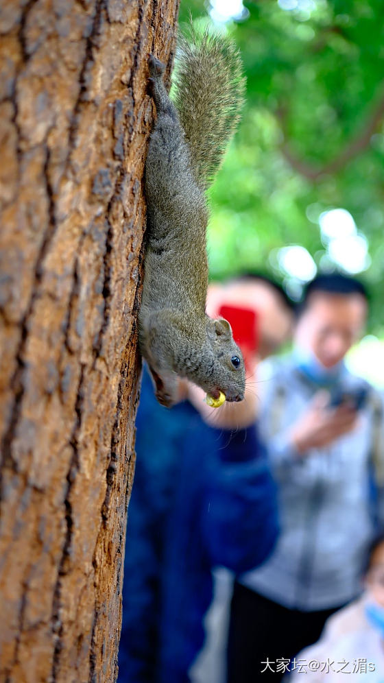 松鼠🐿️，鸽子🕊️_宠物
