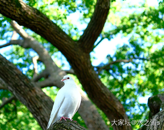 松鼠🐿️，鸽子🕊️_宠物