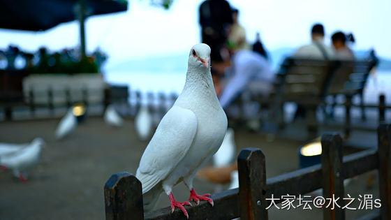 松鼠🐿️，鸽子🕊️_宠物