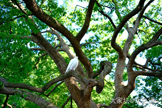 松鼠🐿️，鸽子🕊️_宠物